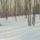 Winter_birch_and_aspen_forest_al_106924_18958_t