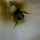 Betolakodo_1711985_3430_t