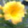 Liliom_1711659_9270_t