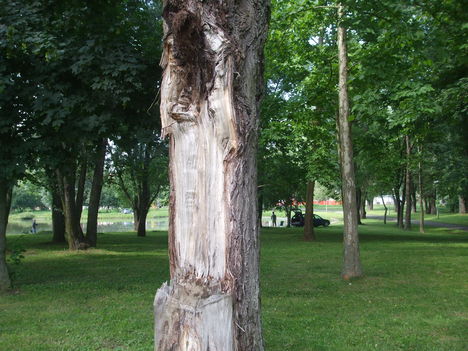 Park részlet.