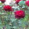 vörös rózsabokor