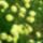 Cipruska_1712196_9245_t
