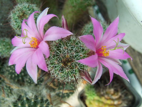DSCF7468
