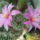 Dscf7468_1712238_2838_t