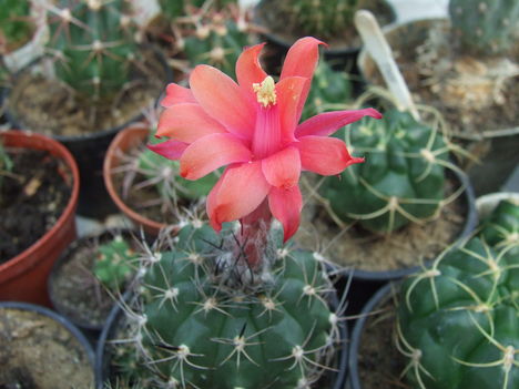 DSCF7472