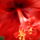 Hibiskus_1712894_3017_t