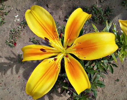 Liliom