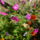Mai_szepsegek_6_1712560_4433_t