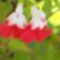 Mexikói   zsálya-most  két szinű  virágokkal
