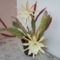 nagyvirágú kaktusz
