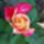 Rozsa-003_1712018_8612_t