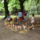 Tunderfesztival_az_erzsebet_kertben-015_1712963_7690_t