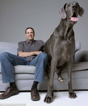 A világ legnagyobb kutyája