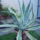 Agave_1713776_9427_t