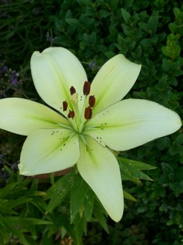 Liliom