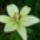 Liliom-007_1713113_3545_t