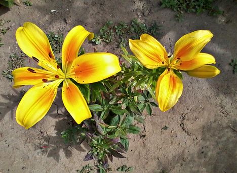 Liliomok