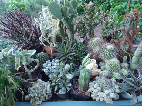 Sok kaktusz kis helyen is elfér....