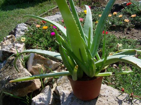 Aloe vera csoport
