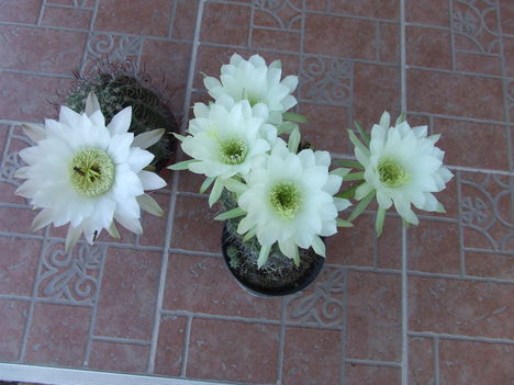 Echinopsisok