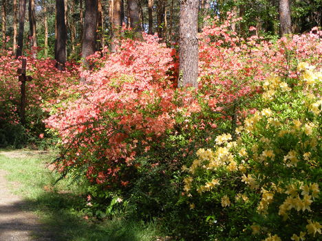 Jeli arborétum 4