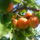 Sargabarasc_1714375_3586_t