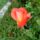 Dsc00105_1715775_2323_t