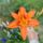 Dsc00106_1715785_4528_t