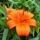 Dsc00115_1715791_4037_t