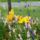 Dsc00129_1715796_2795_t