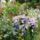 Dsc00130_1715792_5950_t