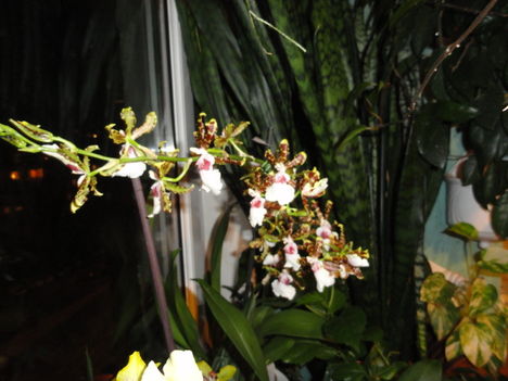 DSC00224