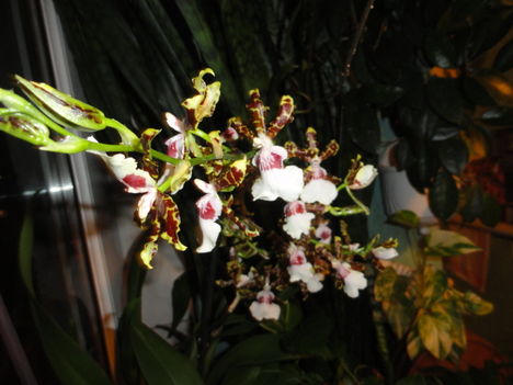DSC00226