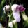 Dsc00406_miltonia_1715844_4160_t