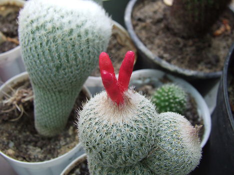 Epithelantha micromeris