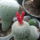 Epithelantha_micromeris_1715379_6545_t