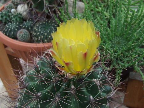 Hamatocactus hamatacanthus
