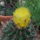Hamatocactus_hamatacanthus_1715380_4337_t
