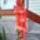 Kardvirag-002_1715444_3946_t