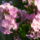 Lang_viragom_a_feher_meg_nem_nyilik_1715414_6083_t