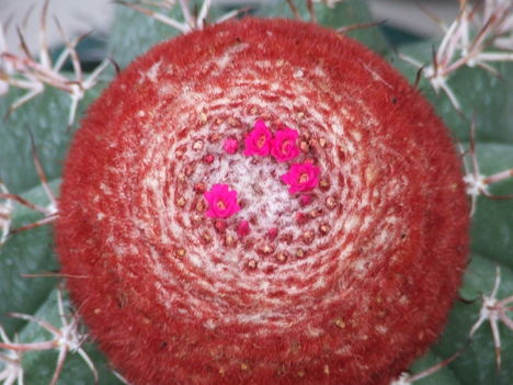 Melocactus ernestii