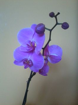 Orchideák 1
