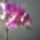 Orchideak_2_1715312_2148_t