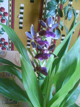 Orchideák 5