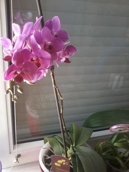 Orchideák 6