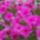 Langvirag-003_1716639_2455_t