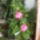 Mandevilla_rosea_1716478_2283_t
