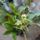 Orchideak_1-001_1716668_4750_t