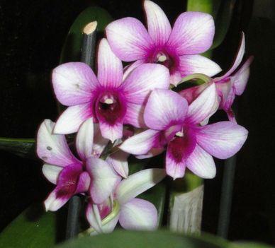 Orchideák 10, Dendrobium