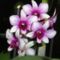 Orchideák 10, Dendrobium